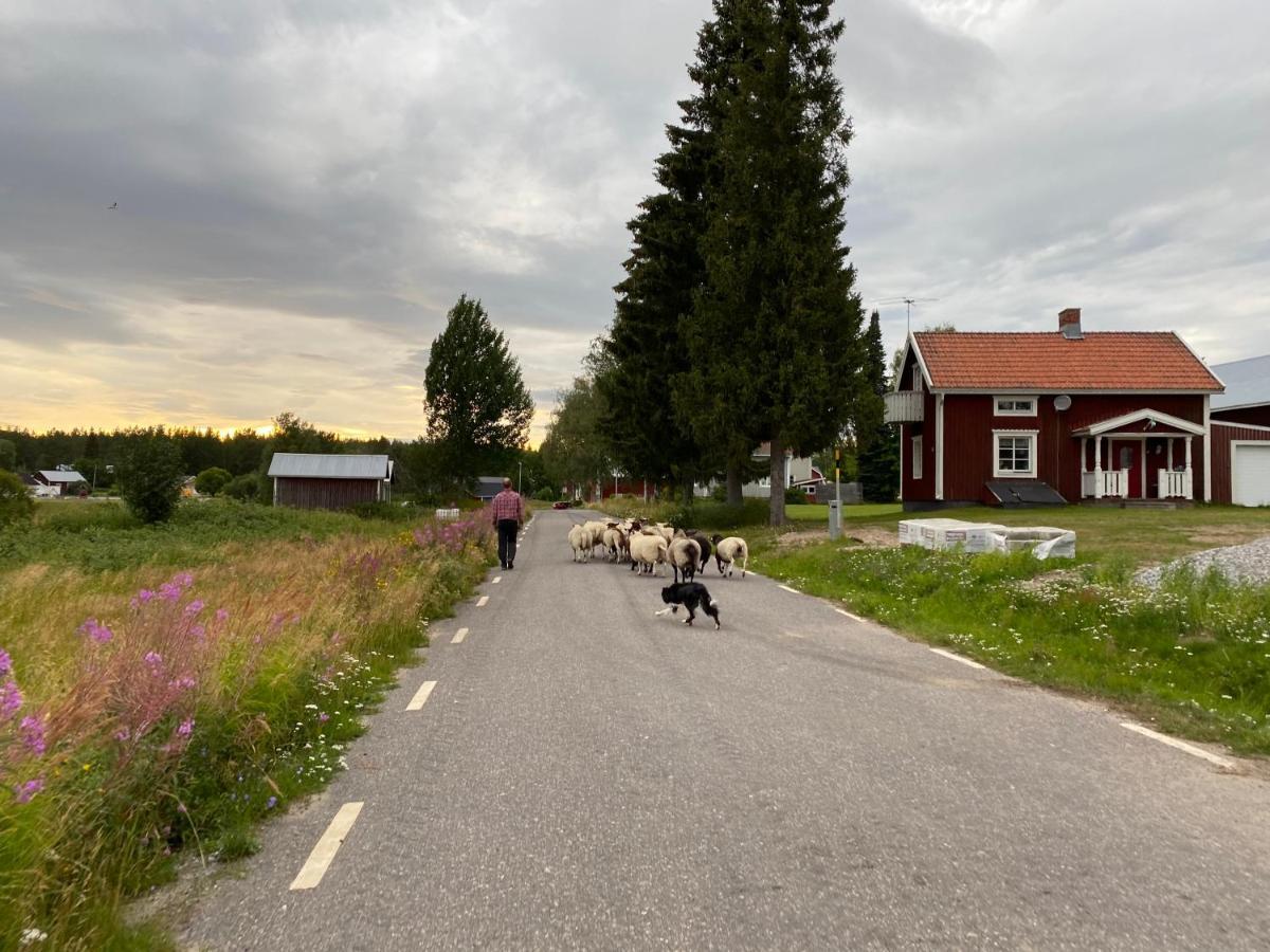 Newly Built Apartment Next Door To The Sheep Norrfjarden Bagian luar foto